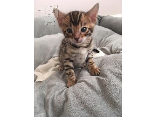 Η όμορφη Bengal Kitten Gccf είναι εγγεγραμμένη